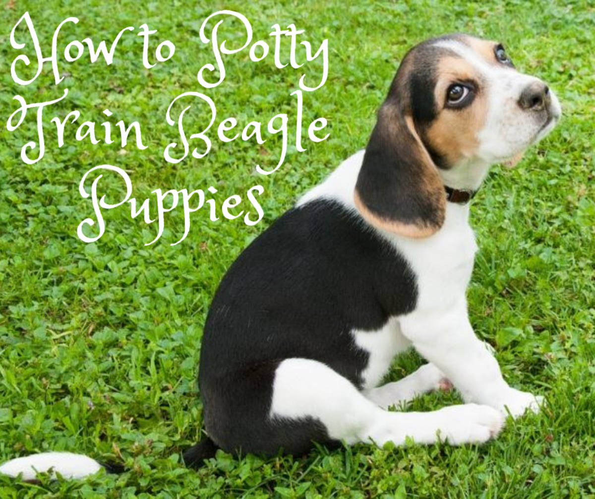 How to Potty Train a Beagle Puppy PetHelpful