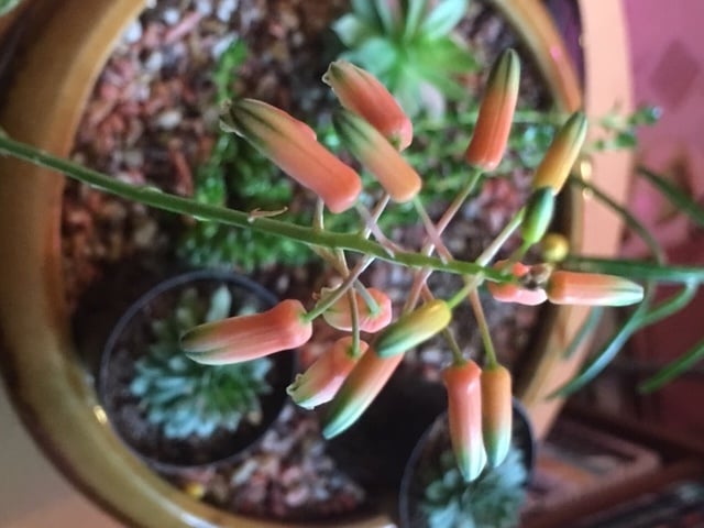 The same succulent as above, only this shows its beautiful flowers. 