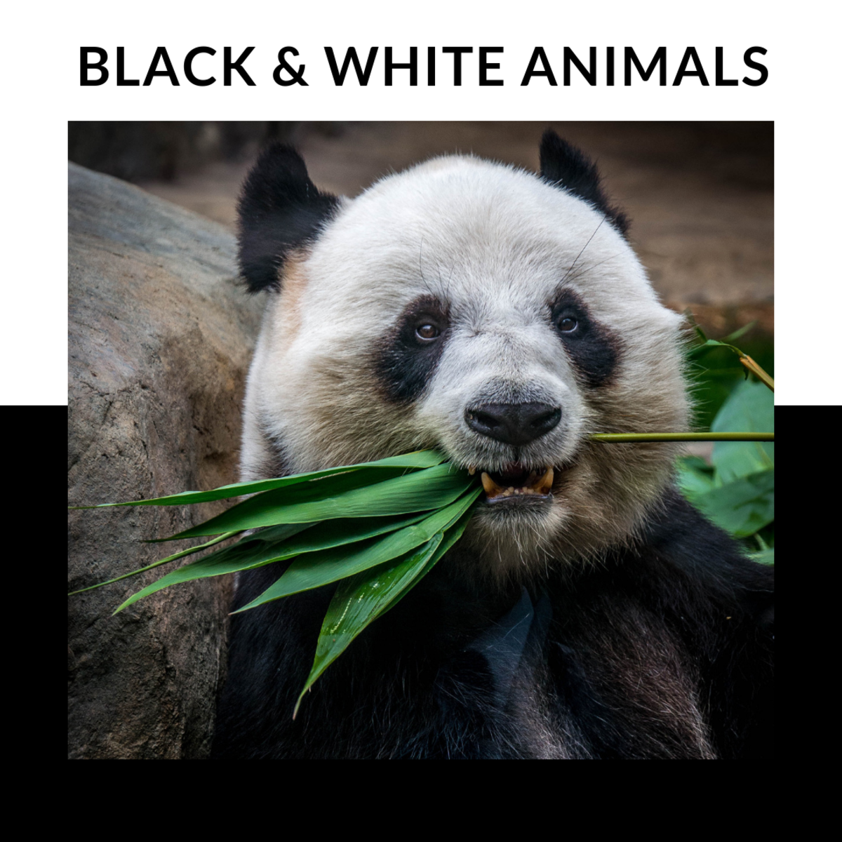 20 Black And White Animals With Names Pictures And Facts