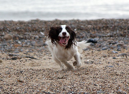 Dogs love to run and make great jogging buddies