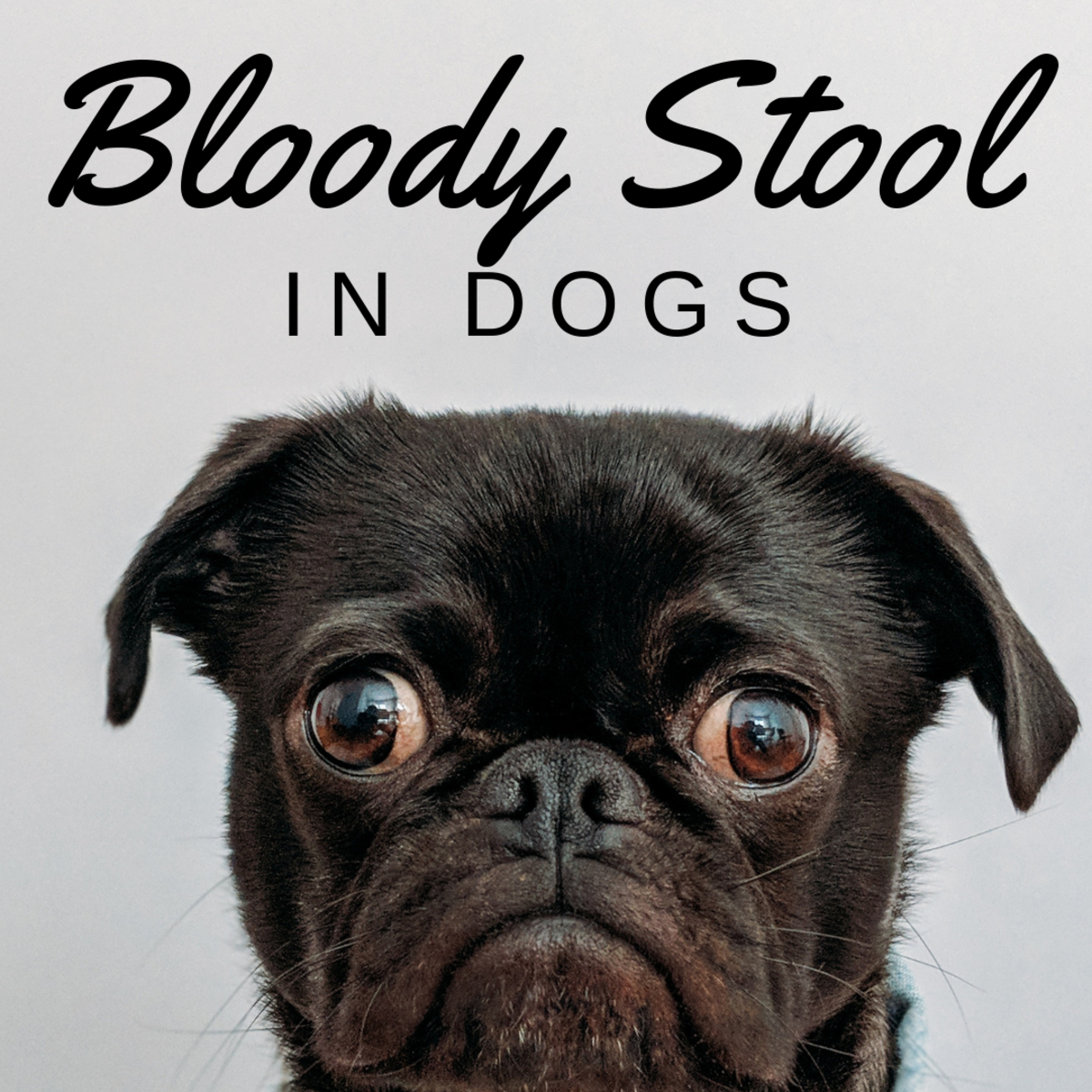 dog throwing up and blood in stool