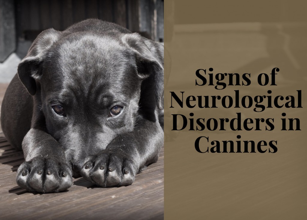 What Causes Neurological Symptoms In Dogs