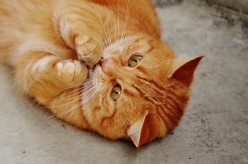 3 Ways to Save Your Cats and Your Sanity
