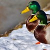 Marty Poe profile image