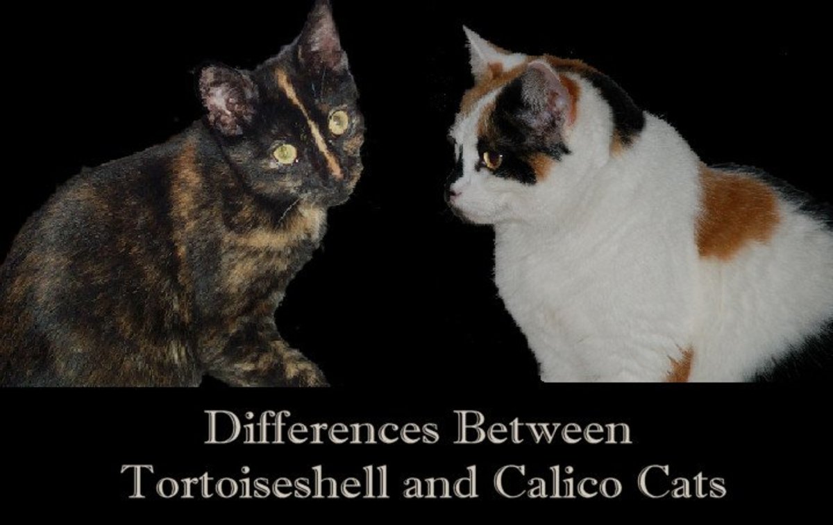 Differences Between Tortoiseshell And Calico Cats Pethelpful By Fellow Animal Lovers And Experts,8th Anniversary Card