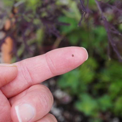 A Grain Of Mustard Seed on an Index Finger