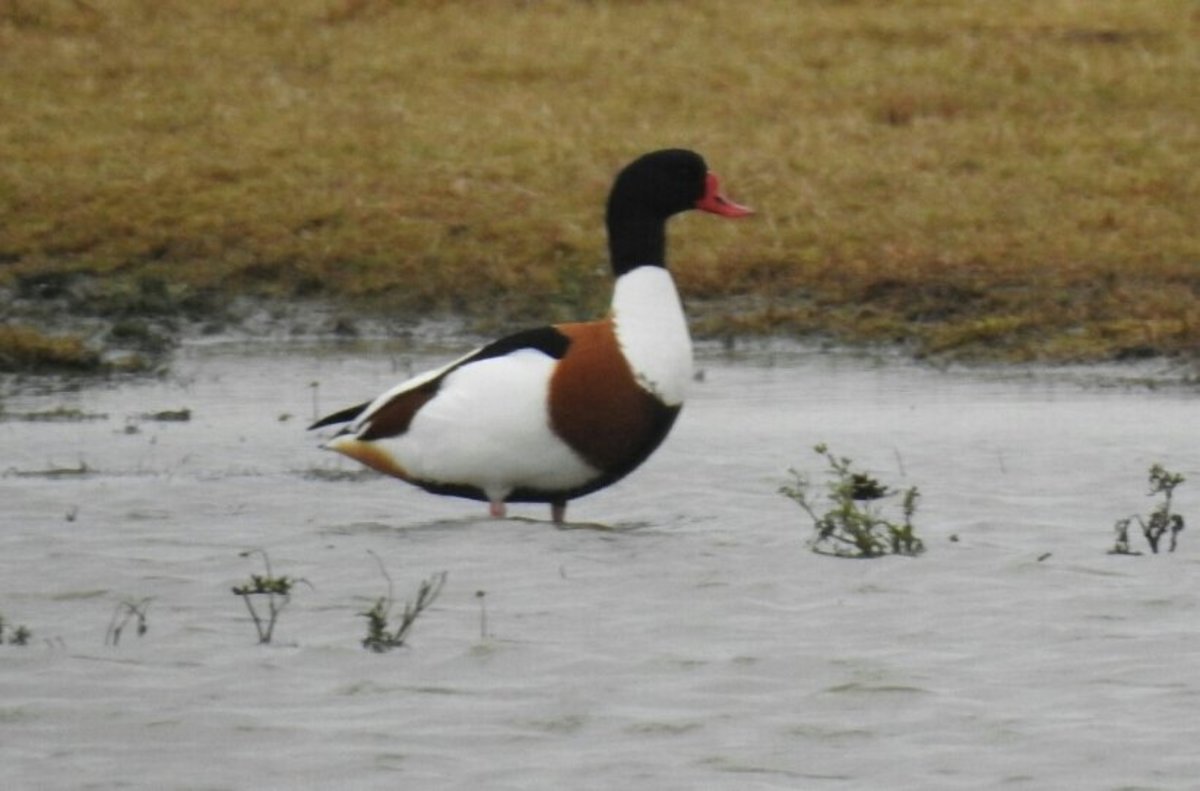 The pursuit of the Long-billed Dowitcher meant that I took fairly few photos but here's a Common Shelduck.