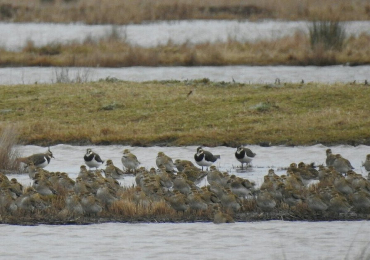 A mixed flock of Northern Lapwing and European Golden Plover.