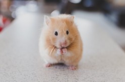 Hamster Checklist
