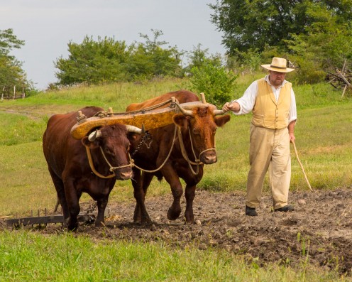 On a current Living History Farm, a man works with a yoke of oxen like days of yore