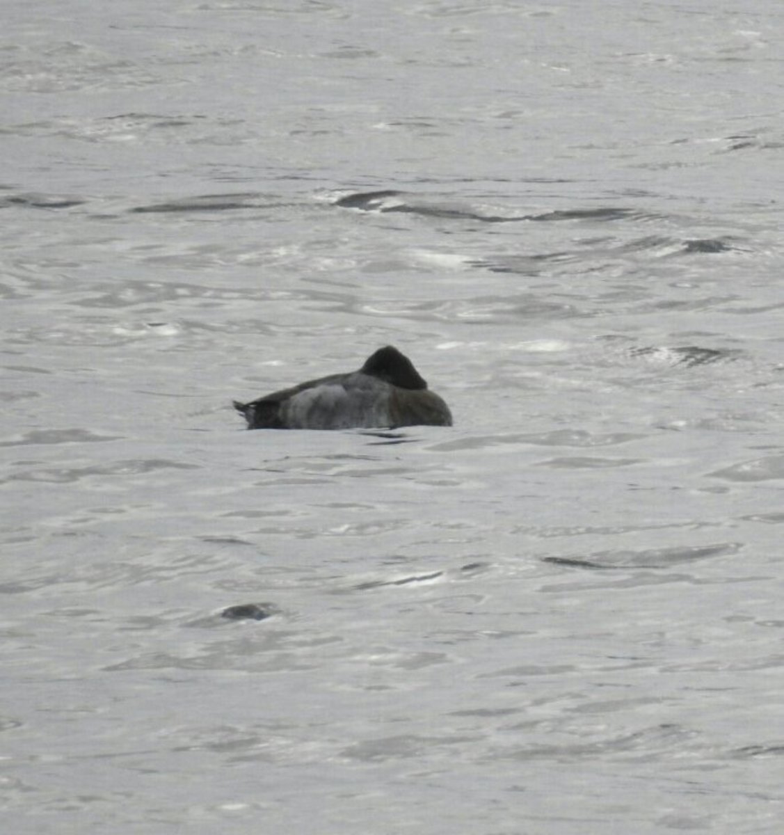 A record shot of the female Lesser Scaup that I managed to connect with at Blithfield.