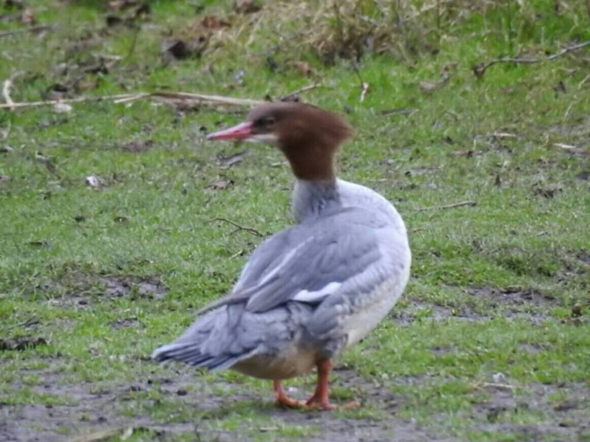 A photograph of a female Goosander (Common Merganser) taken on my local patch.