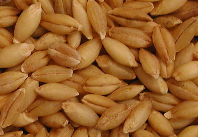 Barley, a fresh new note, is featured in A*Men Pure Malt.