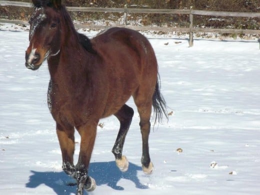 Horse Snow Shoes