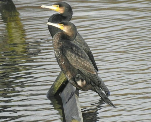 A couple of the many Great Cormorants that were present on Forge Mill Lake