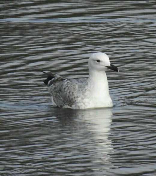 Another photograph of the 1st-winter Caspian Gull.