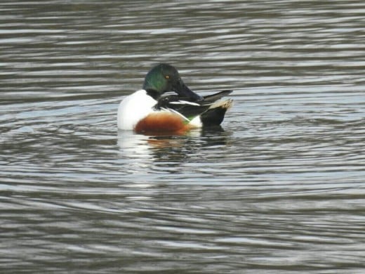 A photograph of a male Northern Shoveler preening itself on Forge Mill Lake.