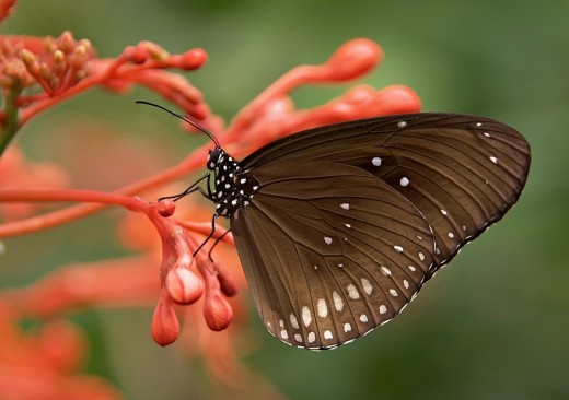 Insect Life