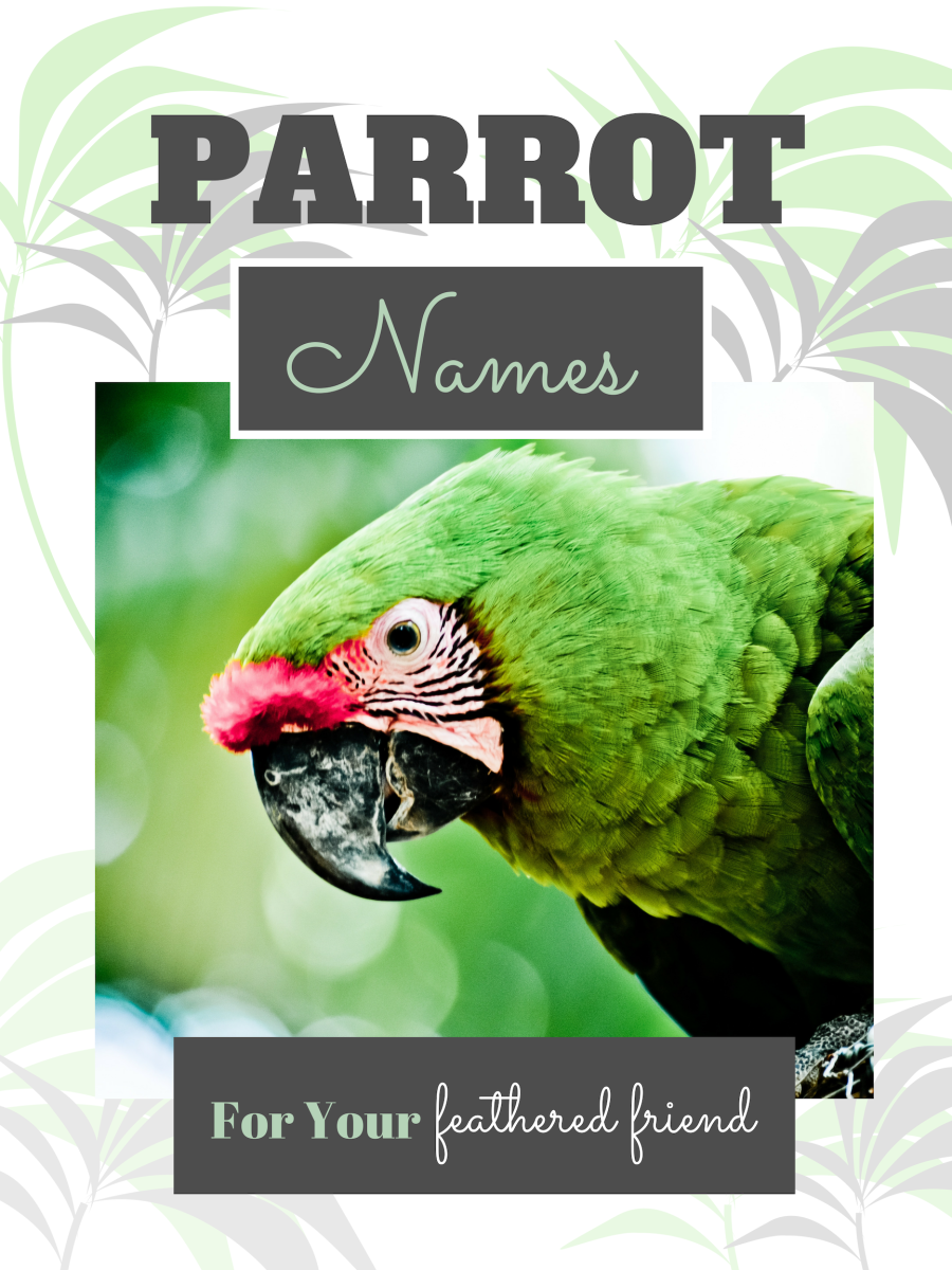 250 Cool Parrot Names For Your Extraordinary Bird From Ace To