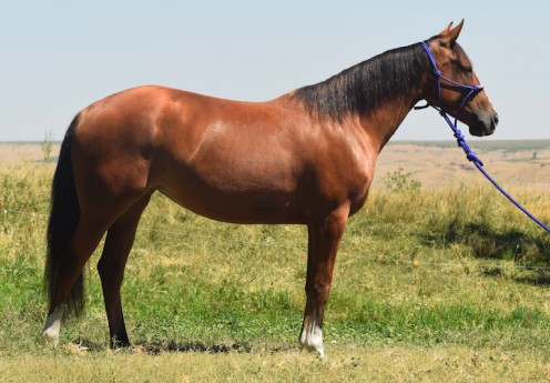 A typical Bay Mare