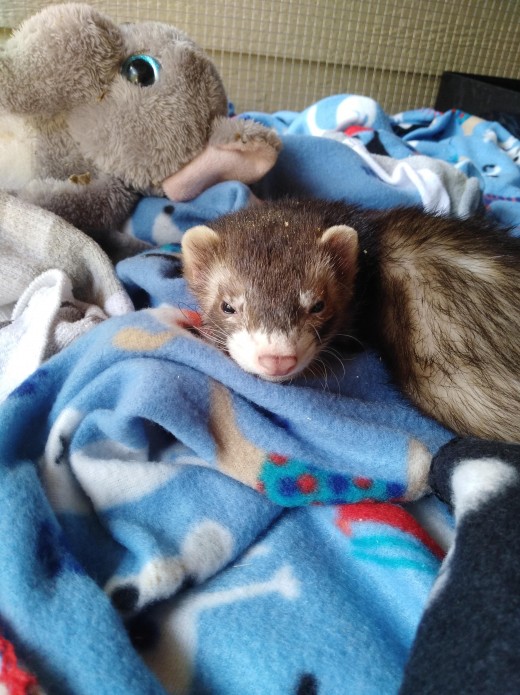 This is my ferret as a baby.