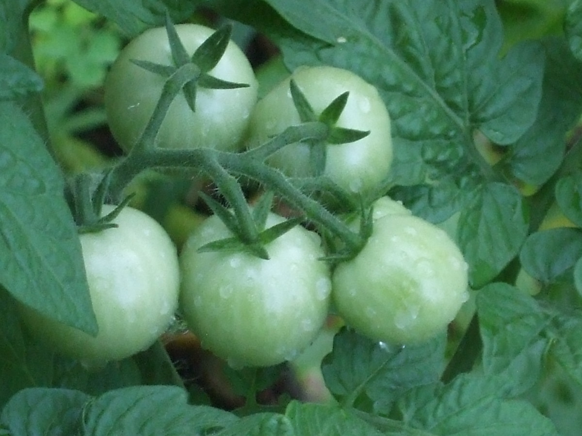 Organically grown cherry tomatoes in a climate victory garden are waiting to ripen.