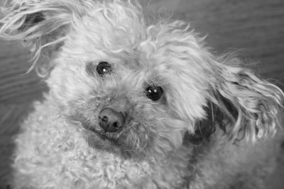 What does your sweet doggie do when you are at work?