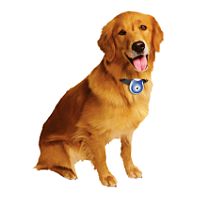 Put a camera on your dog's collar and see where he goes!