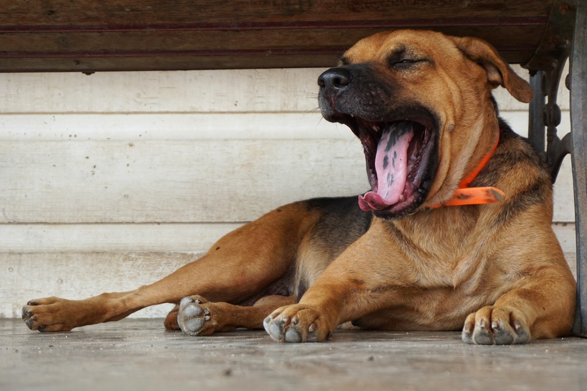 Why do We Yawn?