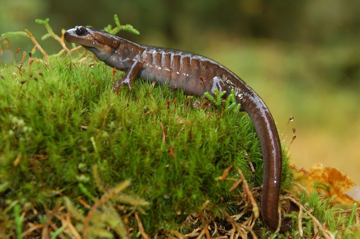 Salamander (the cute one)