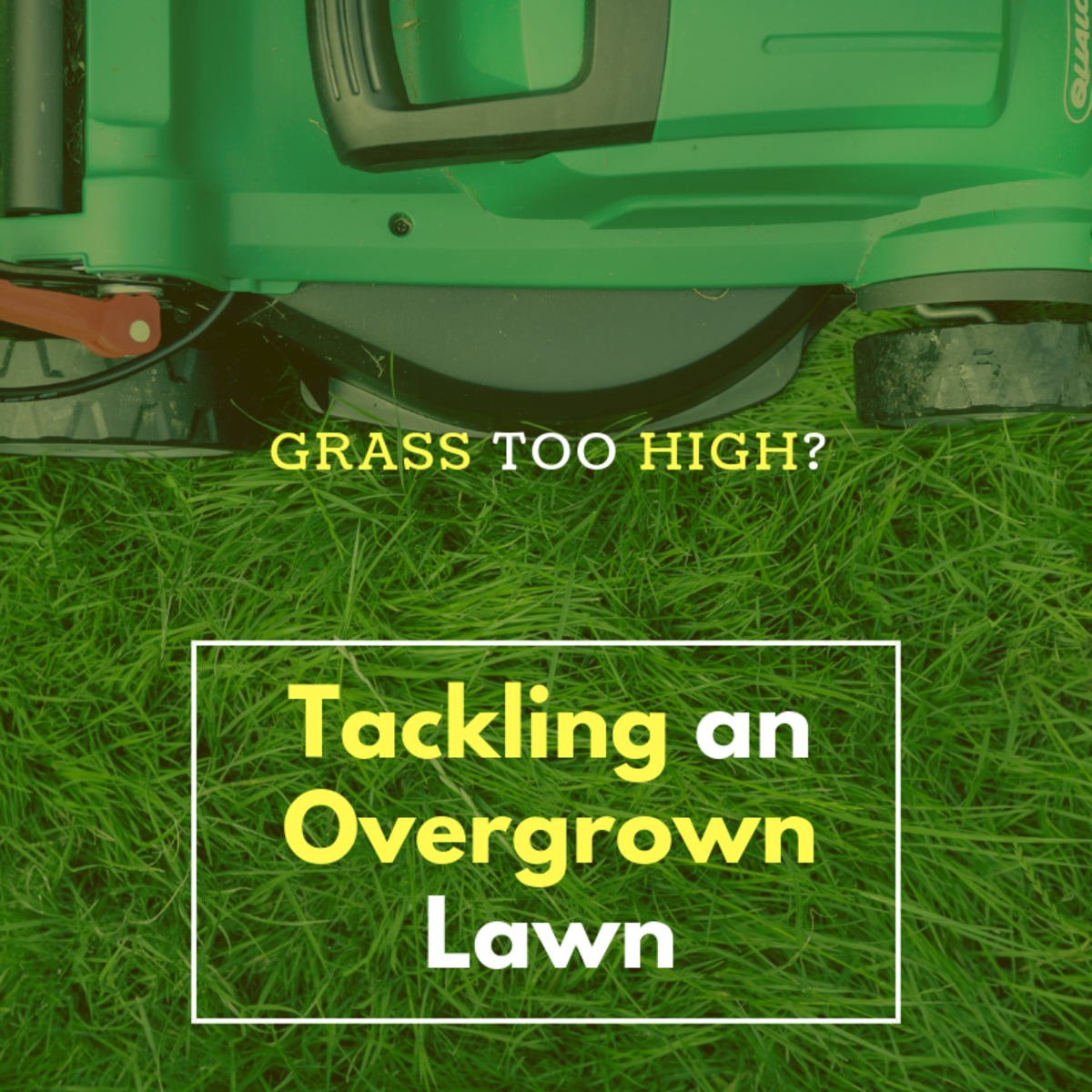 Lawn Too High How To Cut An Overgrown Lawn Dengarden
