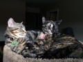 How To Keep Your Indoor Cat Happy