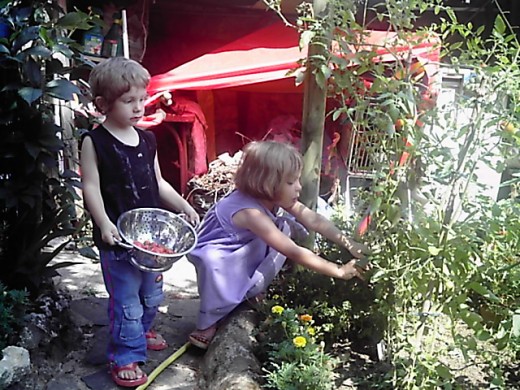 Children picking tomatoes 
