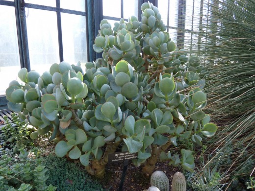 Jade plants are said to attract money soa re often known the the money plant. 