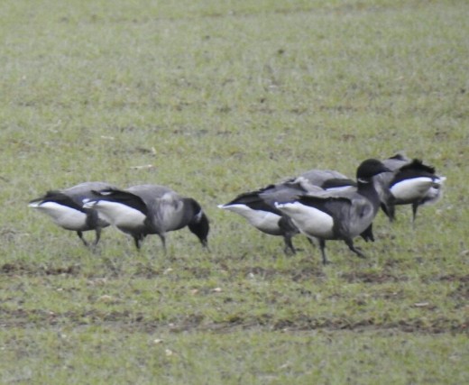 A photo of the Brent Geese in the field adjacent to the hide at Kilnsea.