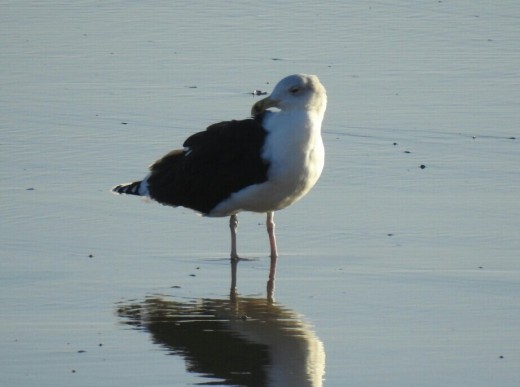 A photo of a Great Black-backed Gull on the beach at Bridlington. You only get a true measure of its size when comparing them to Herring Gulls.