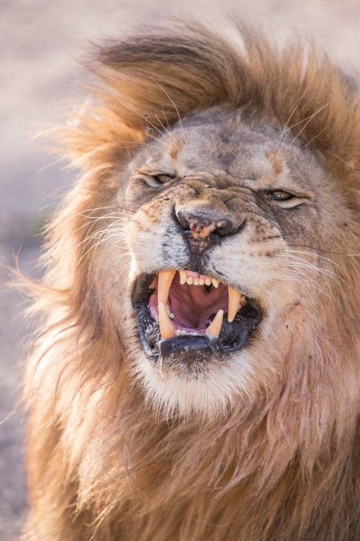 what-do-dreams-about-lions-mean-8-meanings-of-lions-in-dreams-exemplore