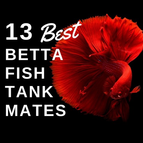 13 Safe and Compatible Betta Fish Tank Mates 13 Safe and Compatible Betta Fish Tank Mates