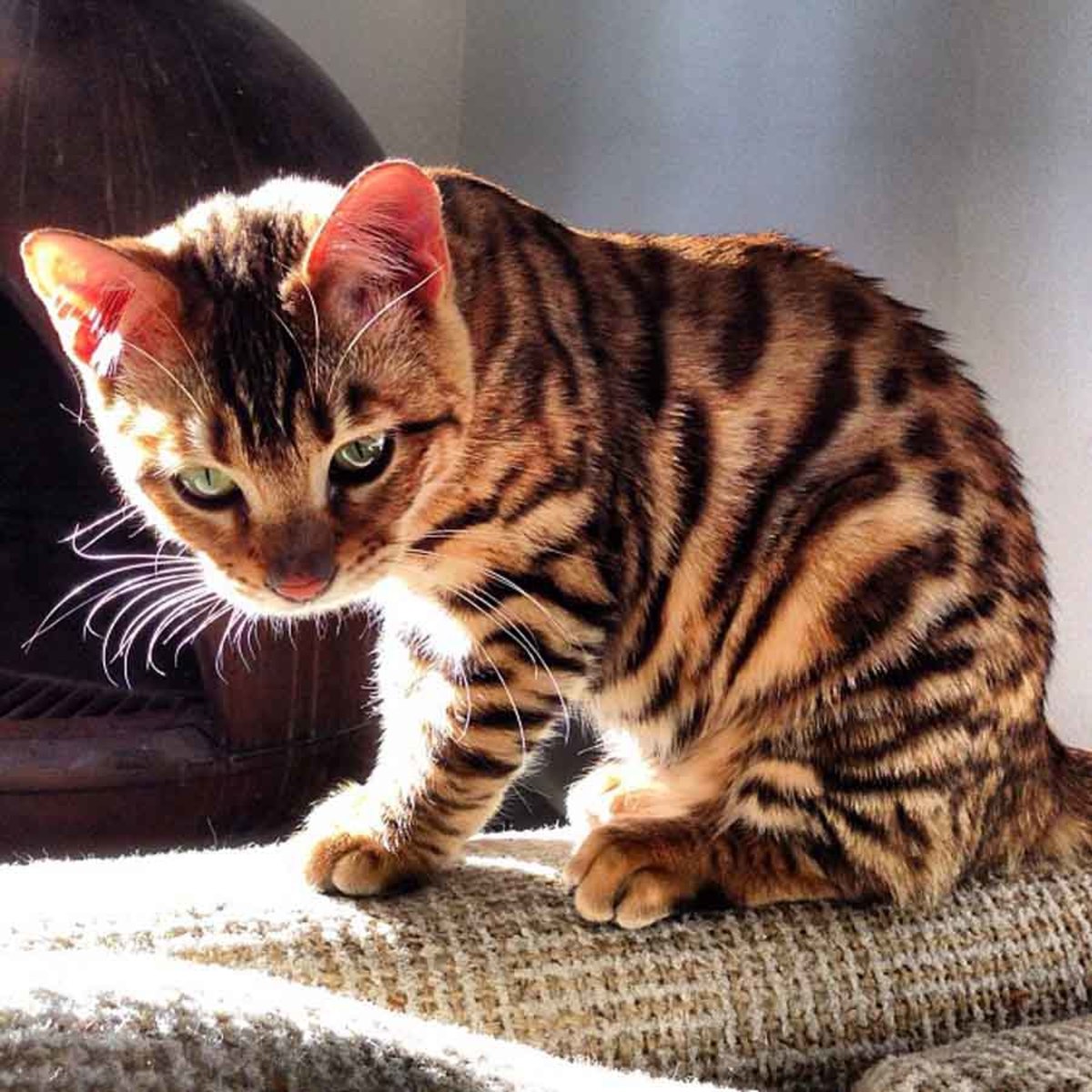 10 Cats That Look Like Tigers, Leopards, and Cheetahs PetHelpful