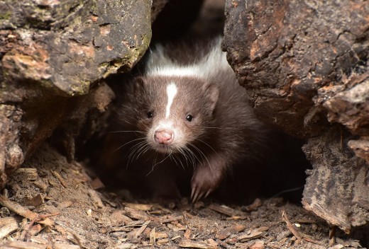 A baby skunk is not scary looking, but if SHE gets scared, watch out!