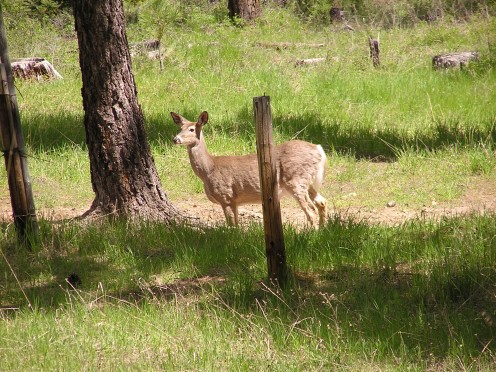 A deer located a mineral lick that provided needed nutrition