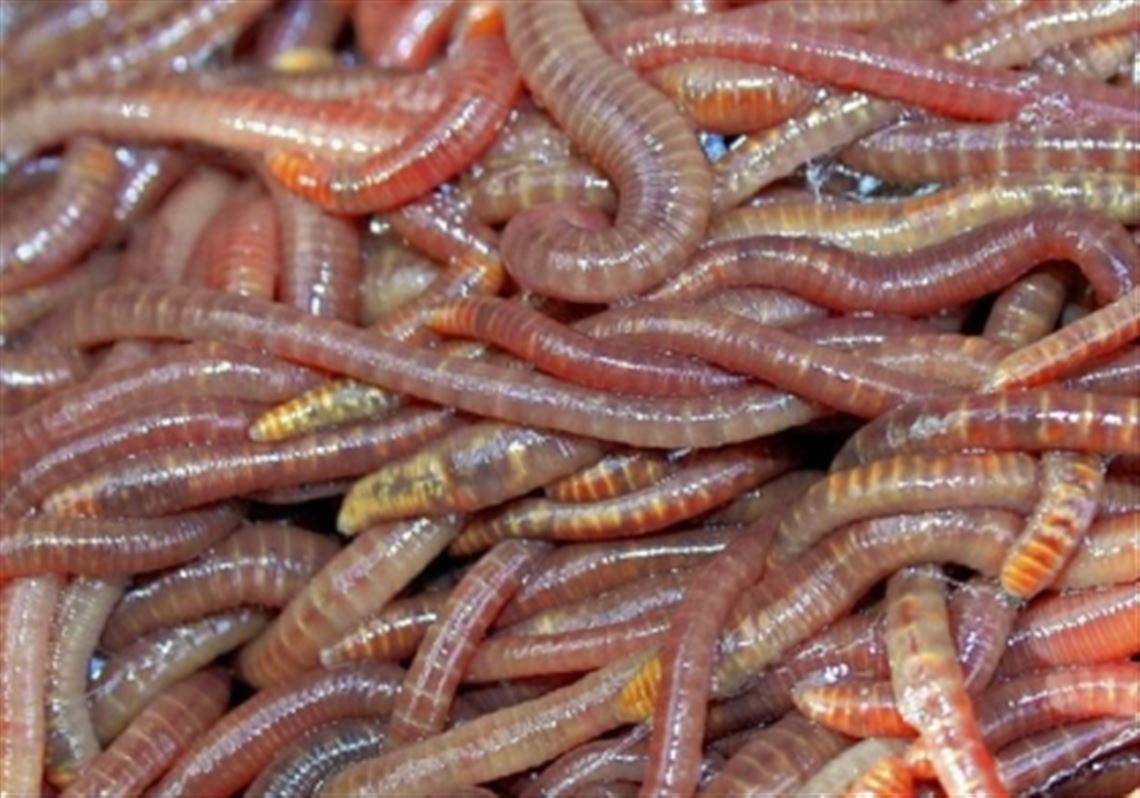 Red Wigglers Big Red Trout Worms — Jungle Bobs Reptile World