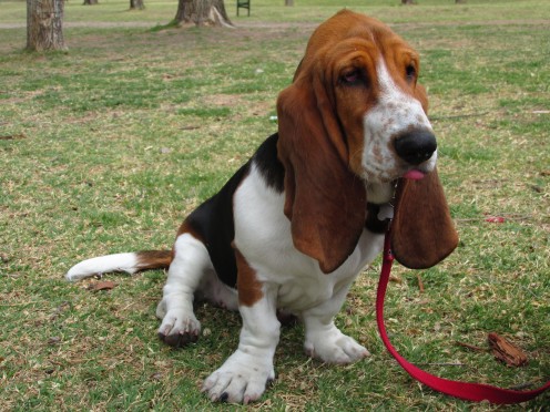 Basset Hounds are more likely to be obese than other breeds.