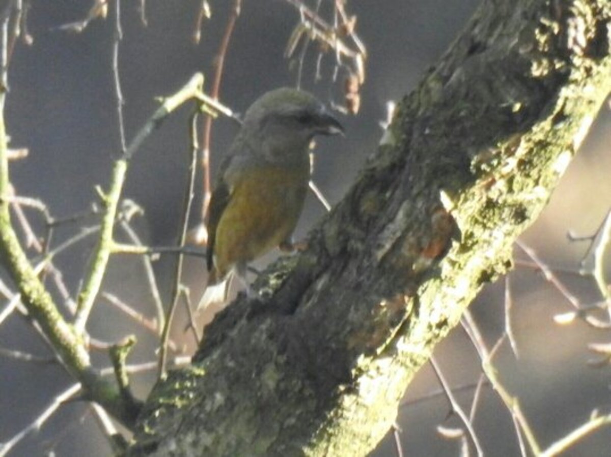 A photograph of a female Common Crossbill along the trail near Seven Springs Car Park.