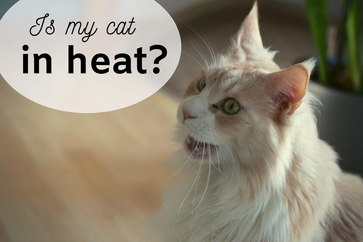 How To Tell If Your Cat Is In Heat And Tips To Calm Her Pethelpful By Fellow Animal Lovers And Experts,Freeze Mushrooms