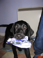 Been in the bin again!  not much food there though........