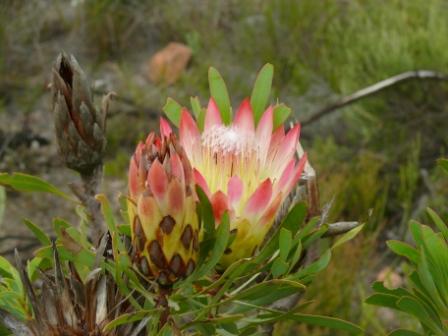 Another Protea