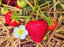Here you can see two things happening. The first is the blooming flower of a baby strawberry growing off a plant divided runner. Second we see that the gardener is using hay to help keep moisture in and prevent the soil from burning the crop.