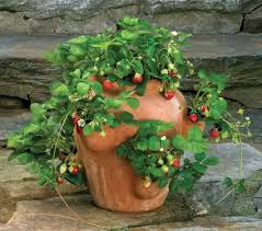 Here is an example of a ceramic pot made for planting our rhizome barrier and at the same time propagate out strawberry plants. This is great on a window sill in the house, or the back patio idle among guests as a great conversation starter.