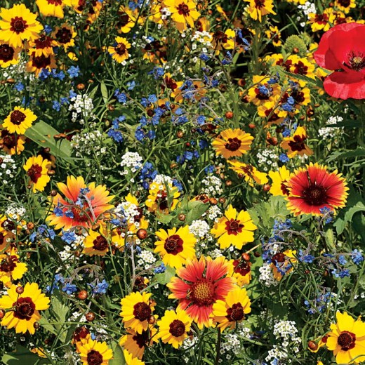 Compost also is great for your flowers! Planting wildflowers invites beneficial insects to pollinate your plants and help make your garden a magical place.